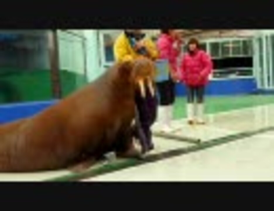 人気の せいうち 動画 72本 ニコニコ動画