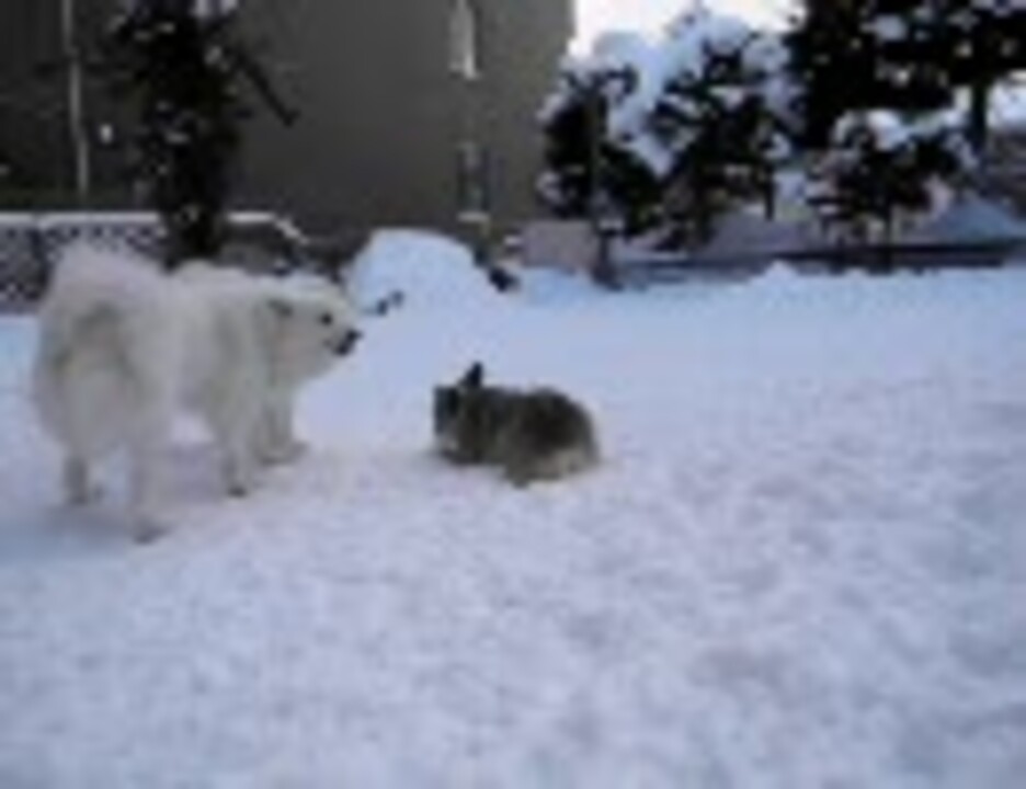 人気の サモエド 犬 動画 70本 ニコニコ動画