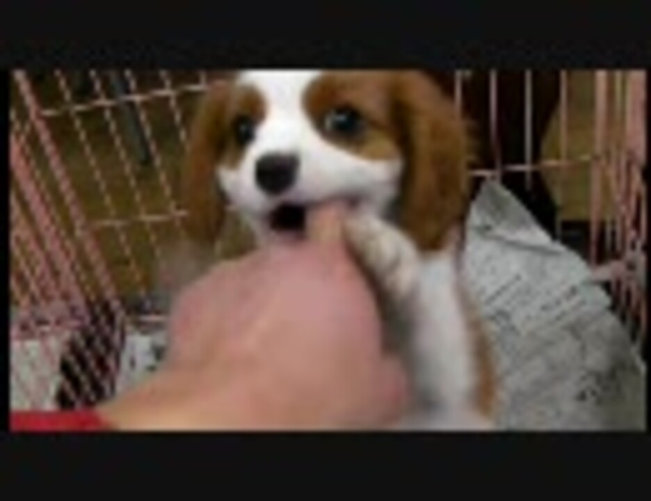 人気の 犬 キャバリア 動画 78本 ニコニコ動画