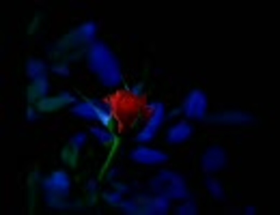 人気の ヴィジュアル系 ムック 動画 408本 ニコニコ動画