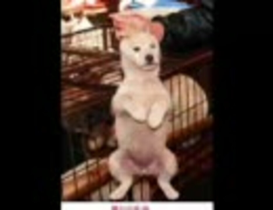 残虐を楽しんで犬を食うシナ人 慰霊祭ももちろんなし ニコニコ動画