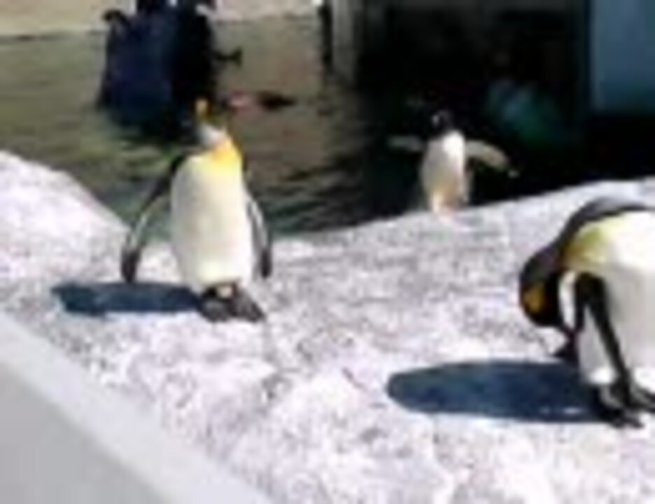人気の キングペンギン 動画 58本 ニコニコ動画