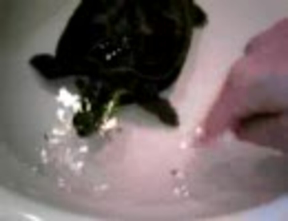 人気の 亀 クサガメ 動画 95本 ニコニコ動画