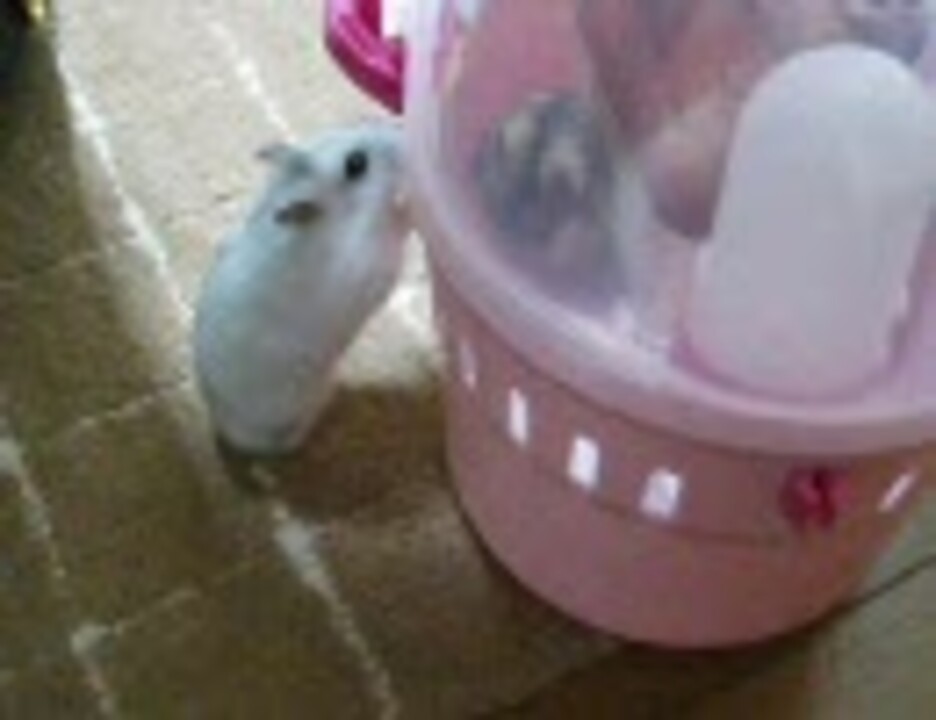 人気の パールホワイト 動画 475本 ニコニコ動画