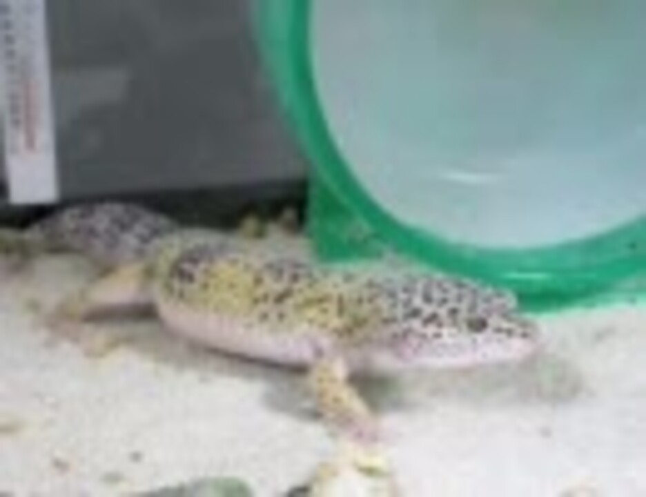 人気の ヒョウモントカゲモドキ 動画 910本 ニコニコ動画