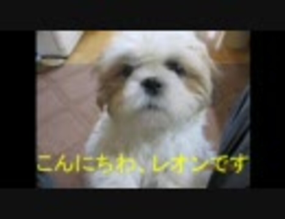 人気の シーズー 動画 467本 ニコニコ動画
