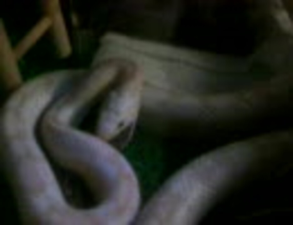 人気の コーンスネーク 動画 227本 ニコニコ動画