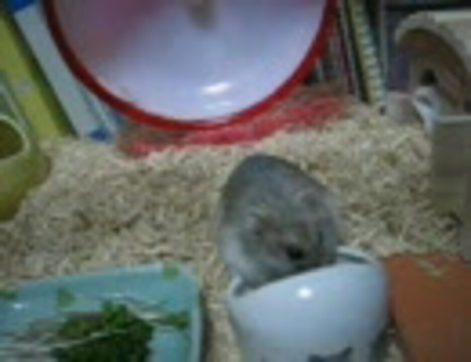 人気の ジャンガリアンハムスター 動画 537本 ニコニコ動画