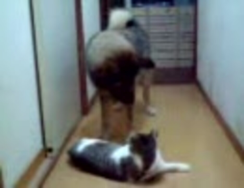 雑種犬 犬vs猫 ヤマト ニコニコ動画
