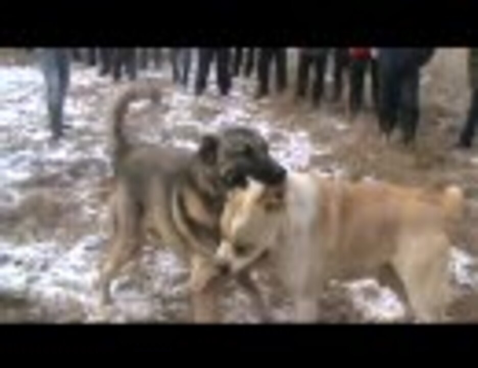 カンガル犬vsコーカサス オーチャッカ 闘犬 ニコニコ動画