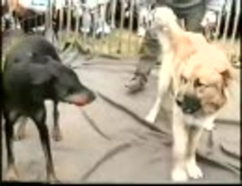 人気の 闘犬 動画 112本 ニコニコ動画