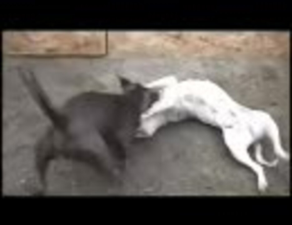 ピットブルvsドゴ アルヘンティーノ 闘犬 ニコニコ動画
