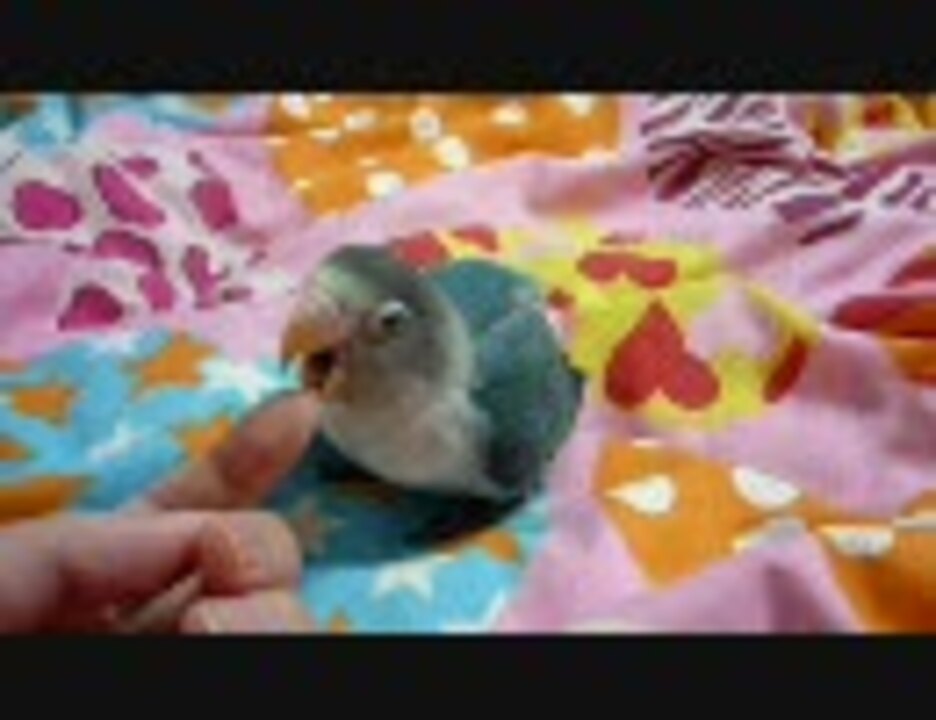 ボタンインコ飼ってみた9 8 ニコニコ動画