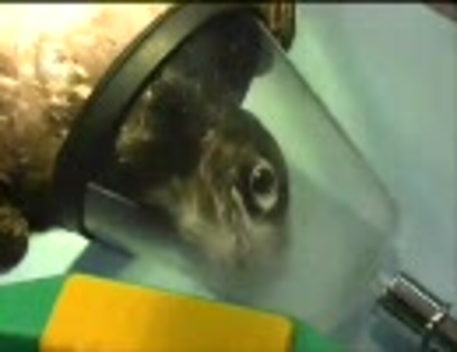 人気の 動物のお医者さん 動画 34本 ニコニコ動画