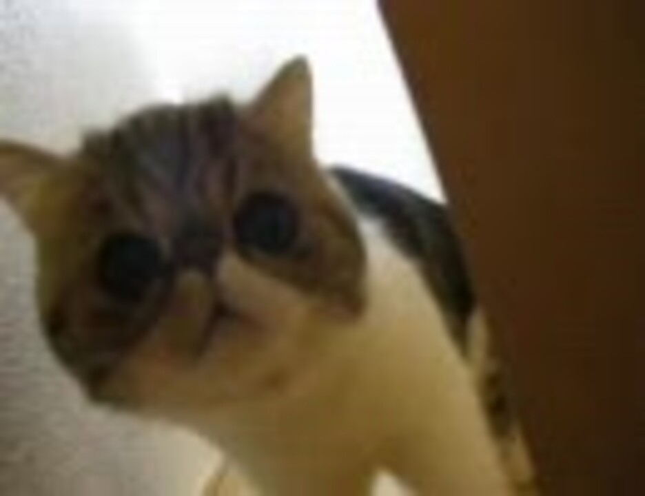 人気の エキゾチックショートヘア 動画 74本 ニコニコ動画