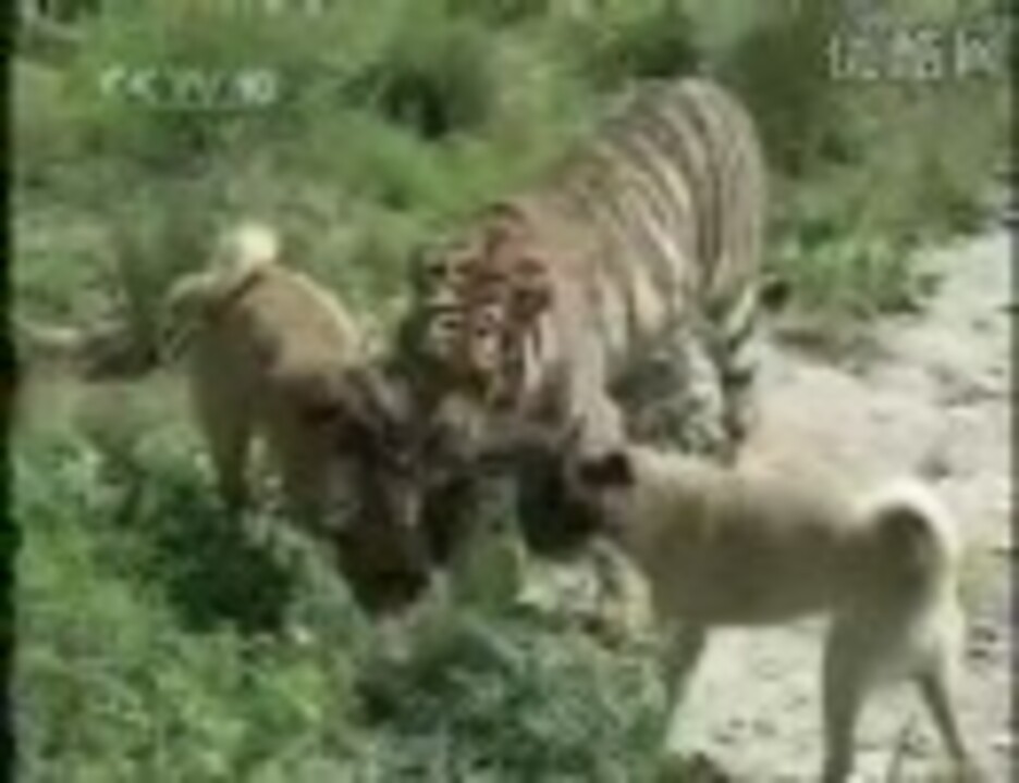 カンガル犬vsトラ 中国 ニコニコ動画