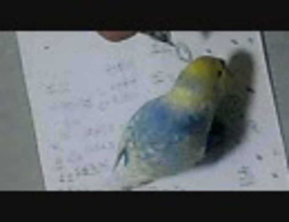 人気の セキセイインコ 動画 2 655本 ニコニコ動画